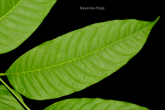 Dysoxylum malabaricum